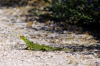 17108 Timon lepidus (lucertola ocellata)